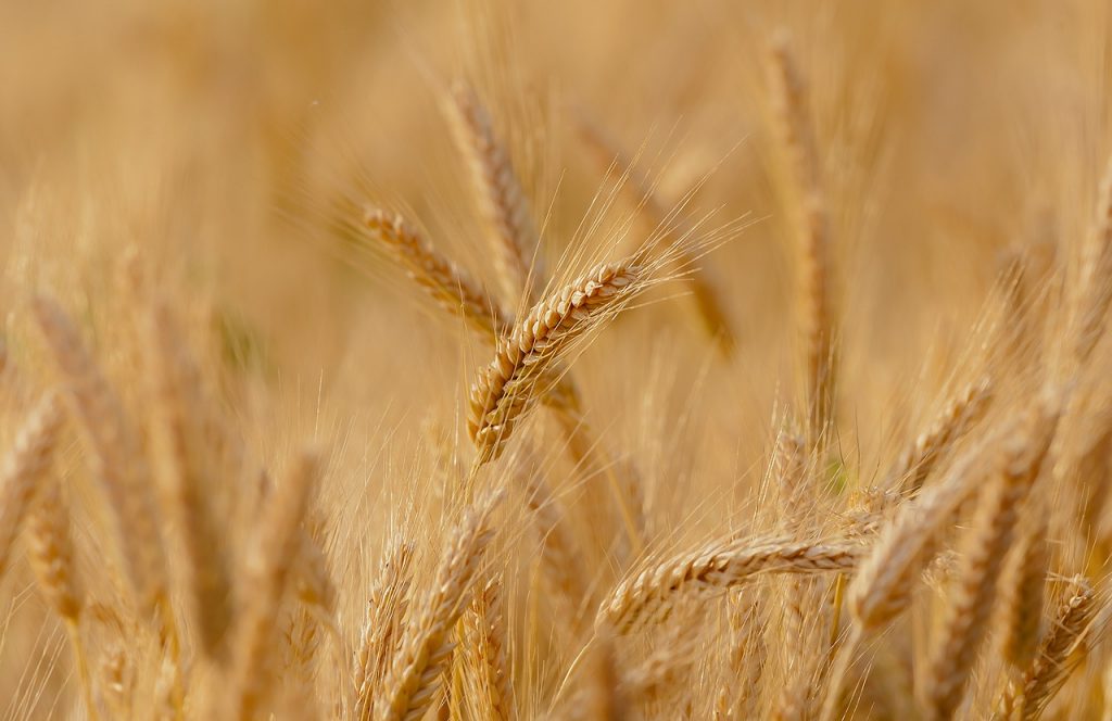 wheat, field, spring